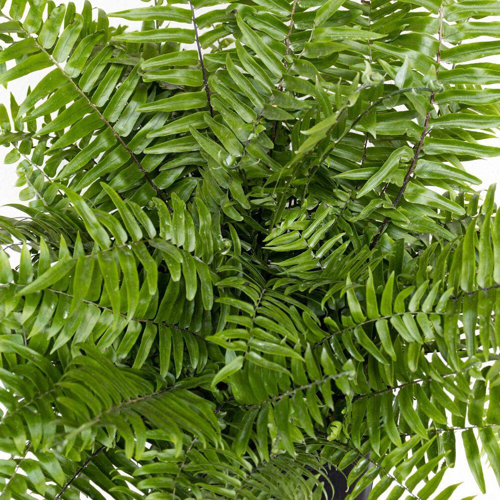 United Nursery Macho Fern Plant in 9.25 inch Grower Pot 20873