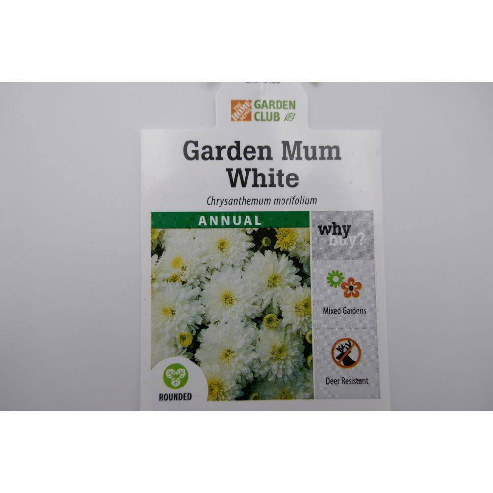 BELL NURSERY 3 Qt. White Chrysanthemum Annual Live Plant with White Flowers in 8 in. Grower Pot (2-Pack) CHMUM8WHT2PK