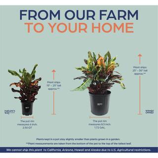 NATURE'S?WAY FARMS Croton Mamey Live Outdoor Plant in Growers Pot Average Shipping Height 1-2 Ft. Tall 1225