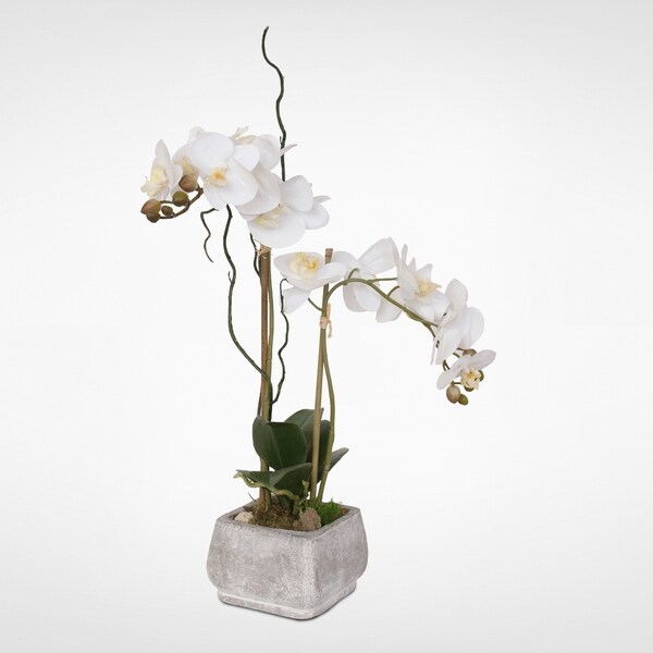 Real Touch Cream White Phalaenopsis Orchids