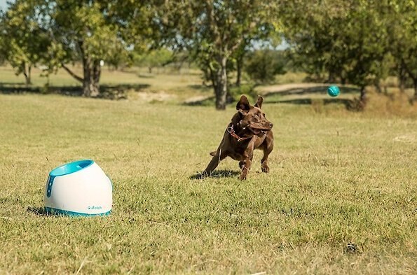 iFetch Too Automatic Ball Launcher Dog Toy