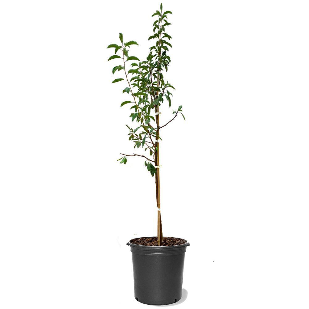 5 Gal. Ruby Sweet Plum Tree PLURUB05G