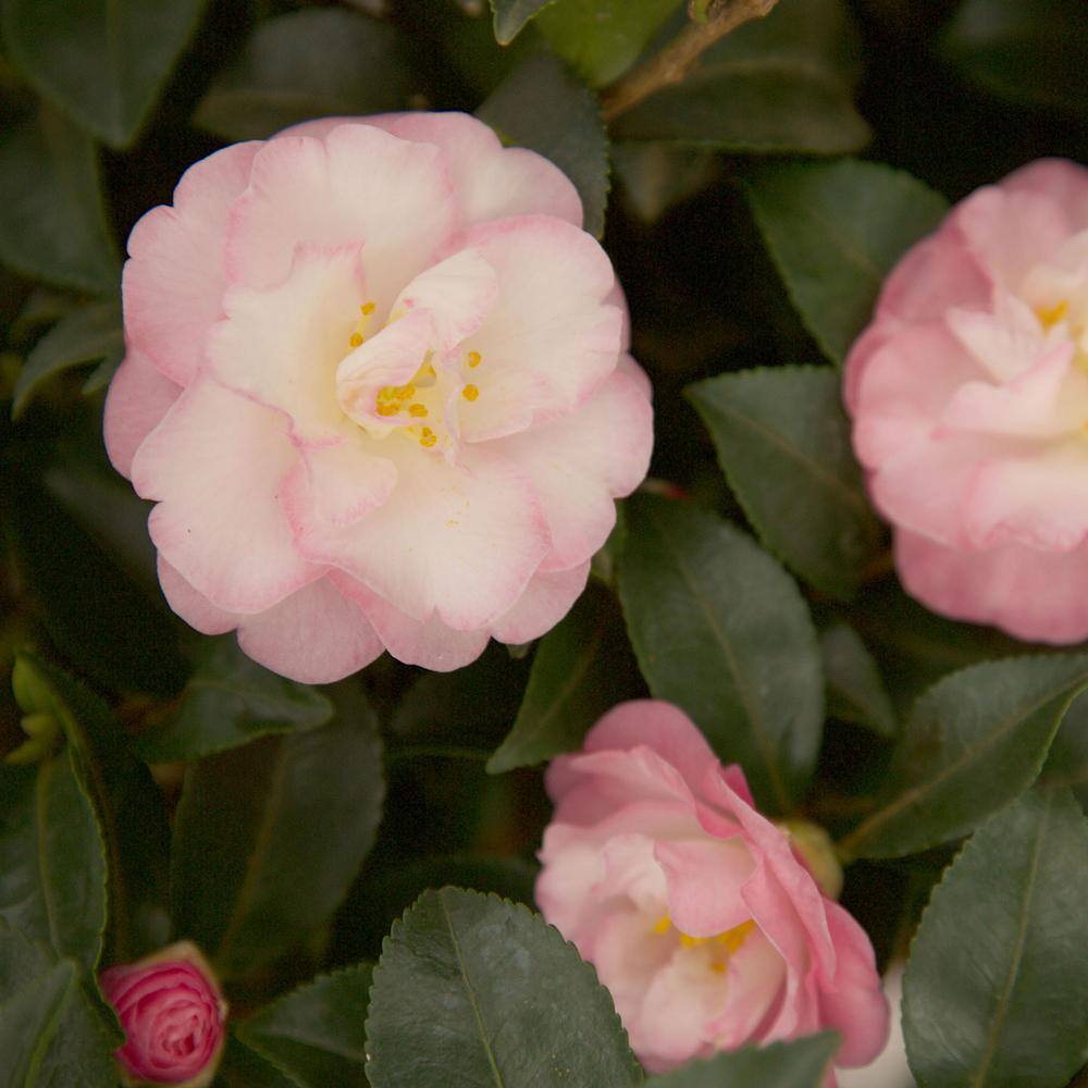 SOUTHERN LIVING 2.5 Qt. October Magic Orchid Camellia(sasanqua) - Live Evergreen Shrub with White-blush Blooms that taper to Pink Edges 7960Q