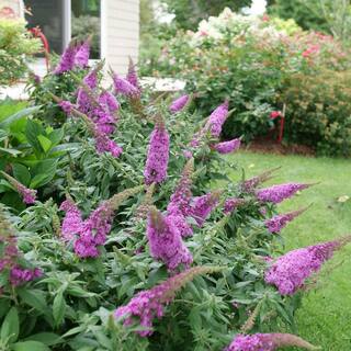 PROVEN WINNERS 2 Gal. Pugster Pinker Buddleia Shrub with Rick Pink Flowers 15653