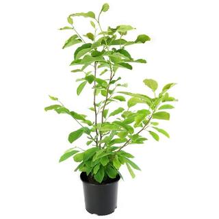 national PLANT NETWORK 2G Magnoiia Galaxy Tree in Grower Container (1-Piece) HD1440