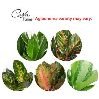 Costa Farms Aglaonema Silver Bay Indoor Plant in 9.25 in. Grower Pot Avg. Shipping Height 2-3 ft. Tall 10AGLO