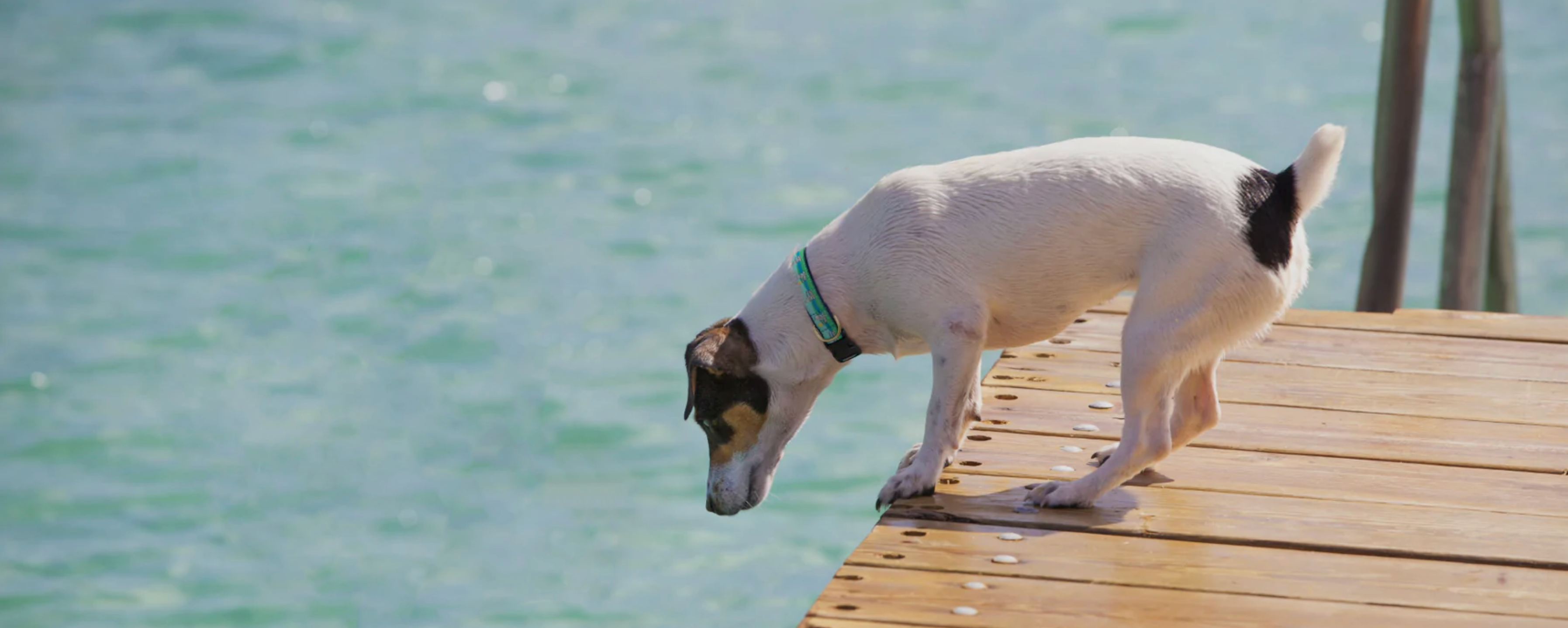 Collar | Lake Time