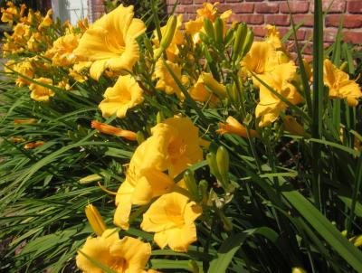 Classy Groundcovers - Daylily 'Stella de Oro'  {25 Bare Root Plants}