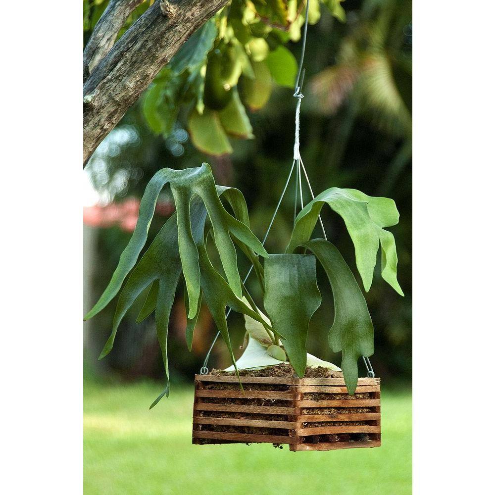 Better-Gro 6 in. Square Wood Hanging Basket Twin Pack 52711