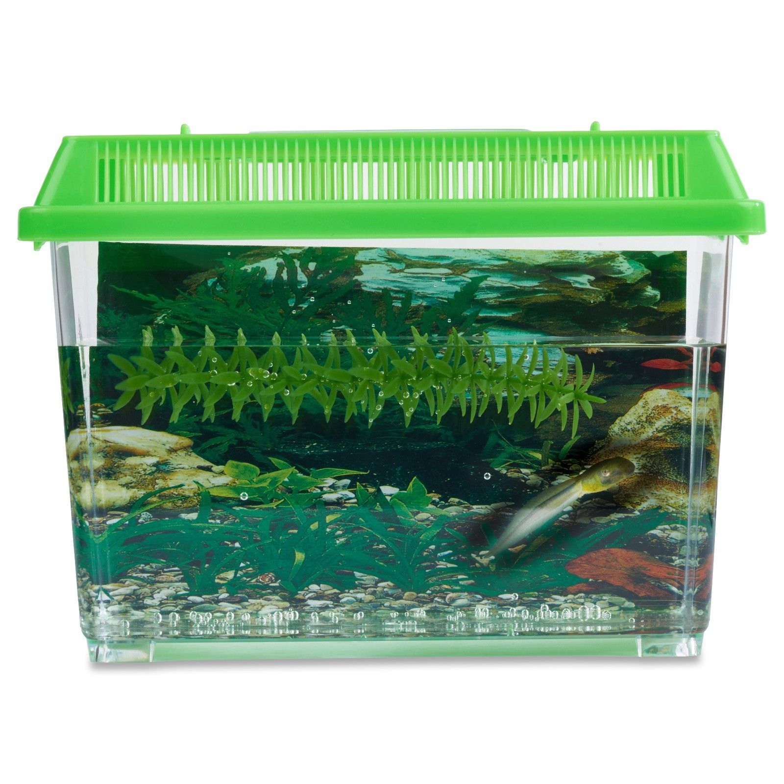 Frog Growing Kit: 1-Gallon Habitat with 1 FREE Tadpole - Certificate to Redeem