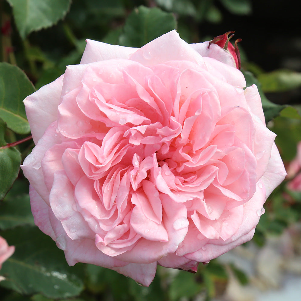 Heirloom Roses Live Plant - Memories™ Shrub Rose Bush - Pink Roses For Garden