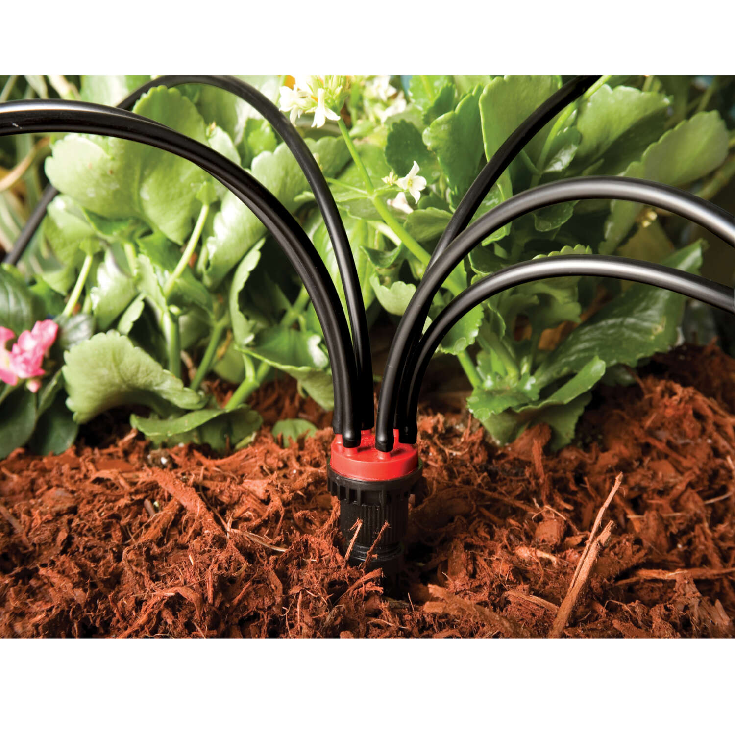 Rain Bird 6 ports Drip Irrigation Manifold