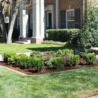 SOUTHERN LIVING 2.5 Qt. Boxwood Baby Gem Live Shrub Plant Glossy Green Foliage 0609Q