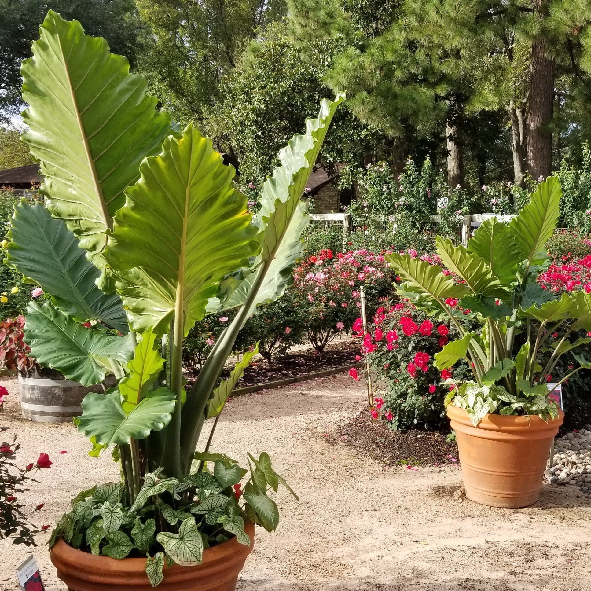 Upright Jurassic Elephant Ear Giant Premium Caladium Bulbs