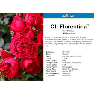 MY CLIMBING 3 Gal. Florentina Climbing Rose with Red Flowers 17567