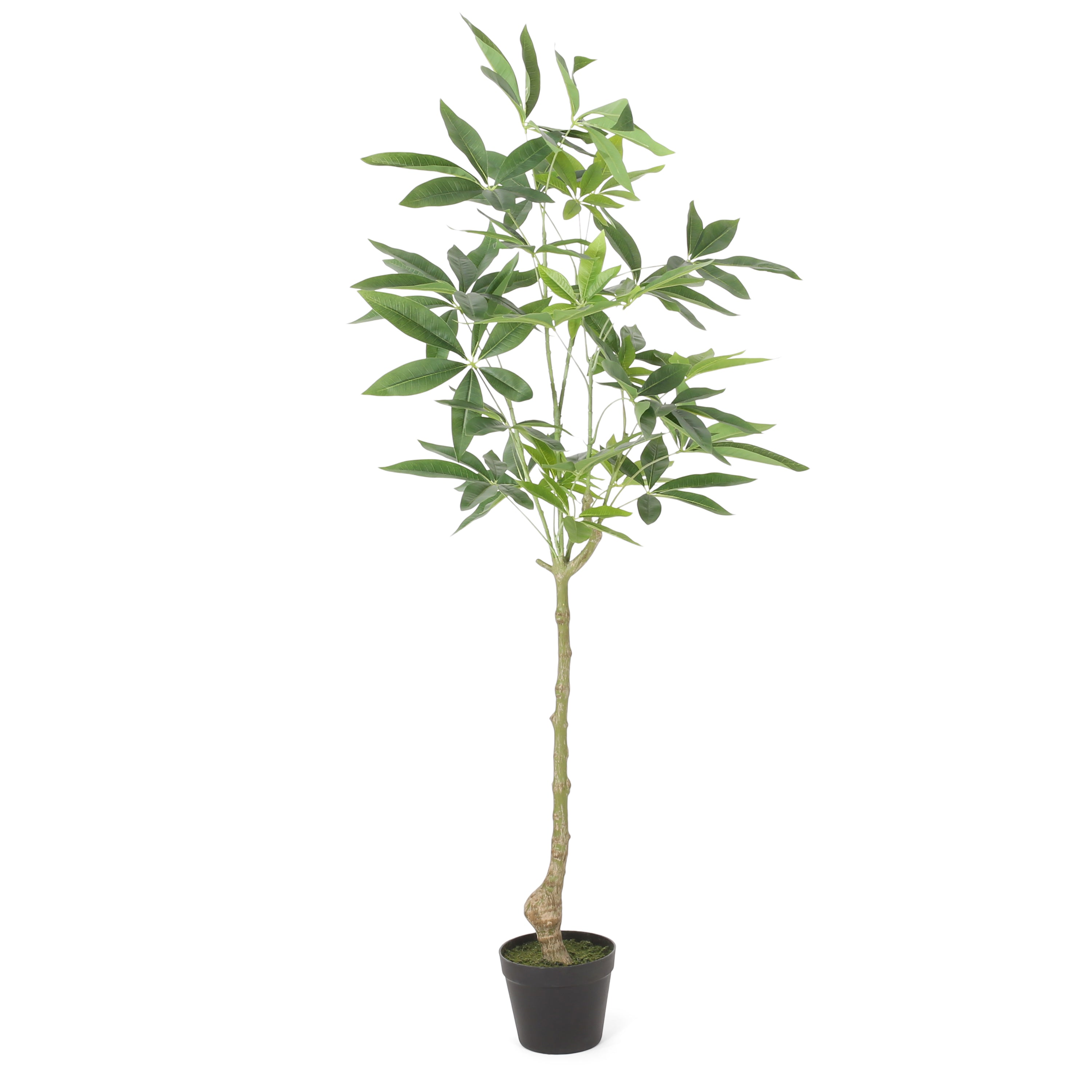 Coles Artificial Money Tree