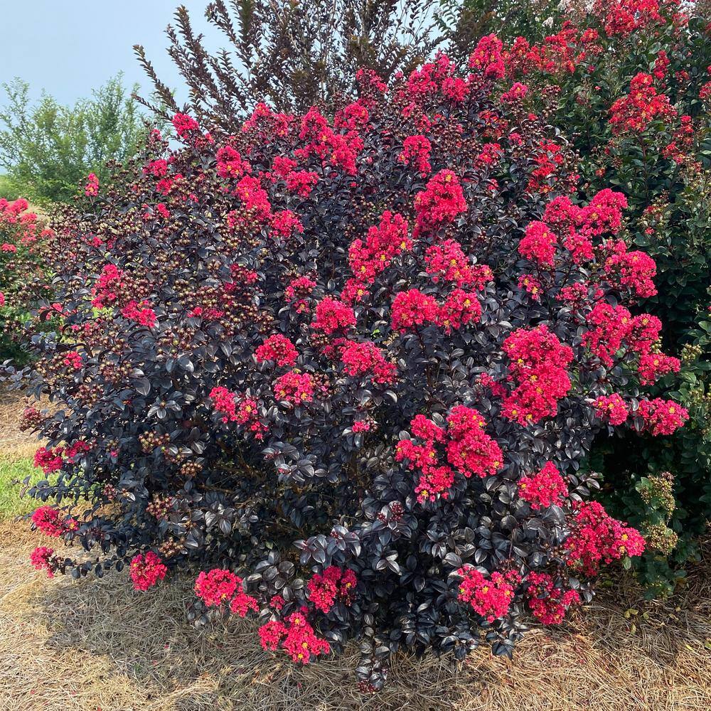 FIRST EDITIONS 2 Gal. Shadow Magic Crape Myrtle Flowering Shrub with Dark Leaves and Dark Pink Flowers 18131