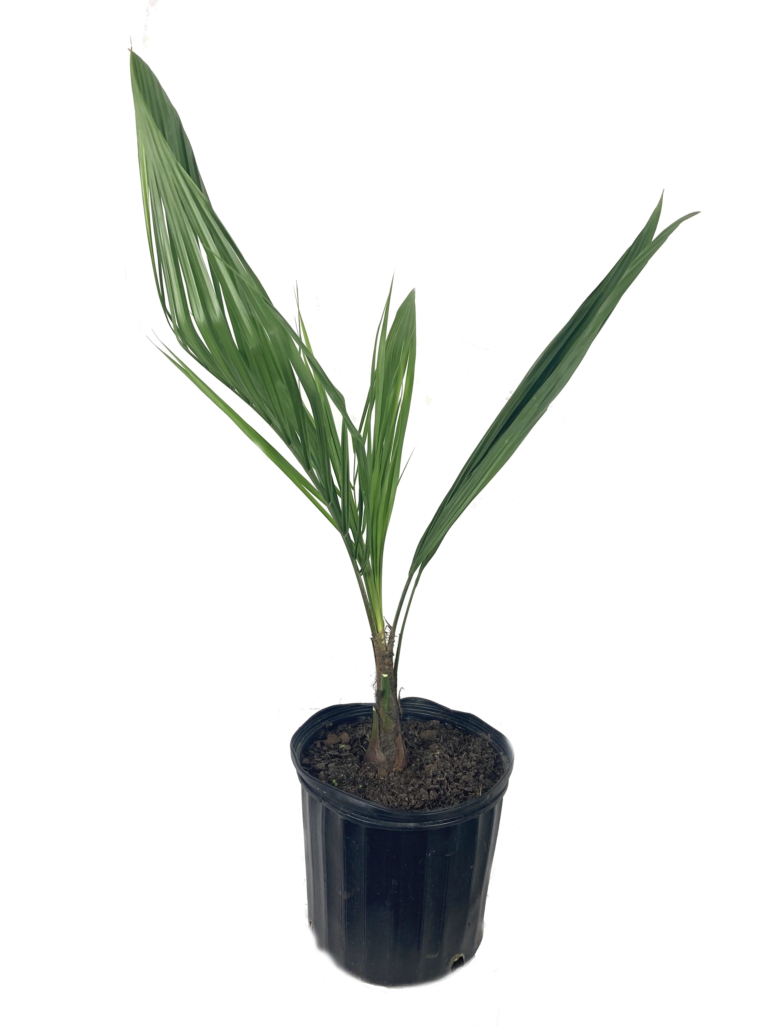 Mule Palm - Live Plant in a 3 Gallon Growers Pot - Xbutiagrus Nabonnandii - Rare Ornamental Palms of Florida