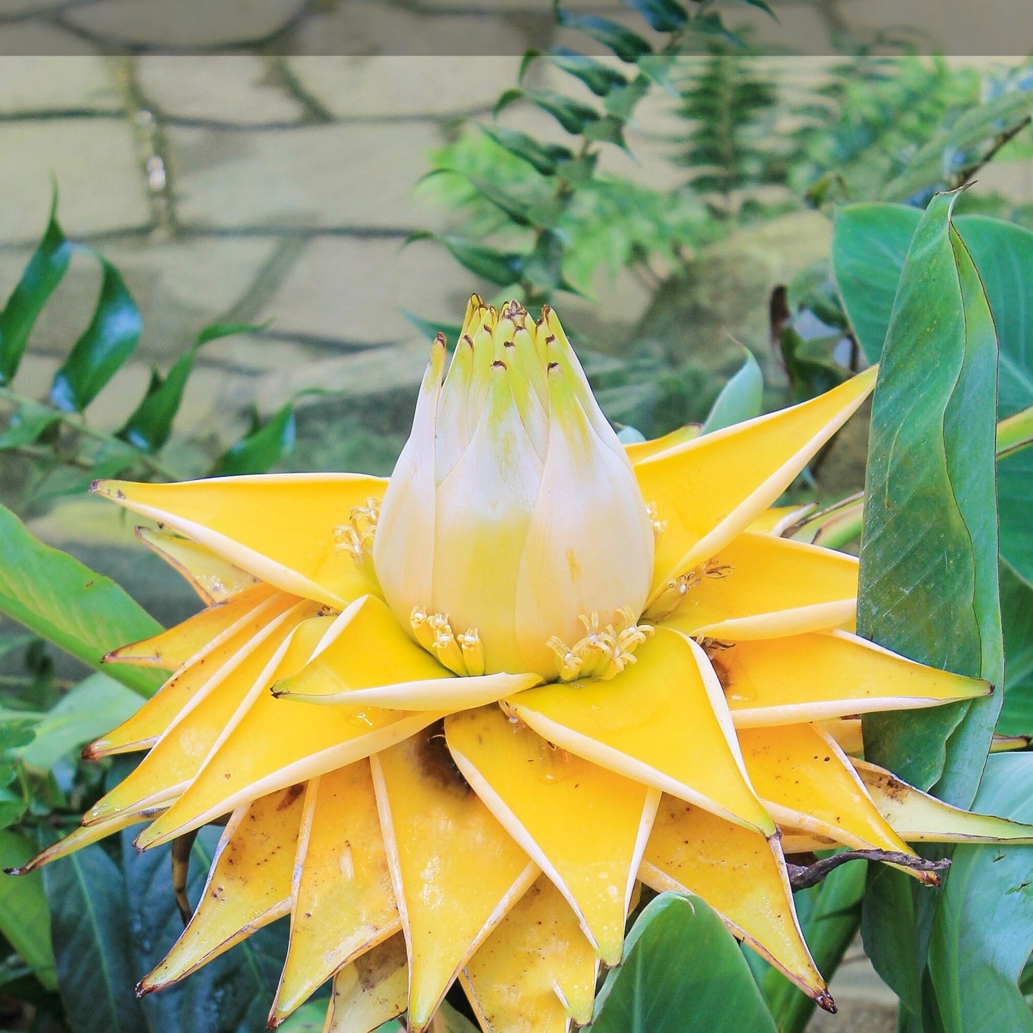 Chinese Dwarf Yellow Banana/Golden Lotus Live Plant - Musella lasiocarpa - Wellspring Gardens Starter Plant