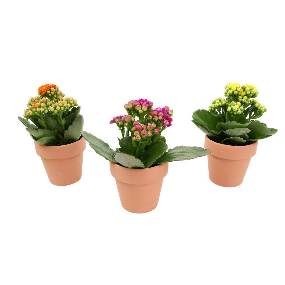 ALTMAN PLANTS 3-Pack 2.5 in. Kalanchoe Bloss Live Succulents in Assorted Colors with Terra Cotta Pots 0872860