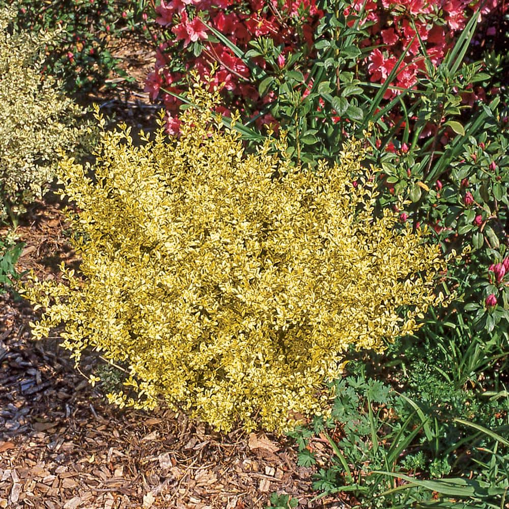 SOUTHERN LIVING 2 Gal. Sunshine Privet Ligustrum Shrub 39532