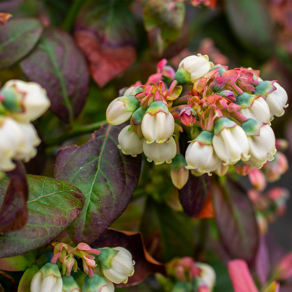 Bushel and Berry® Peach Sorbet™ Blueberry Bush