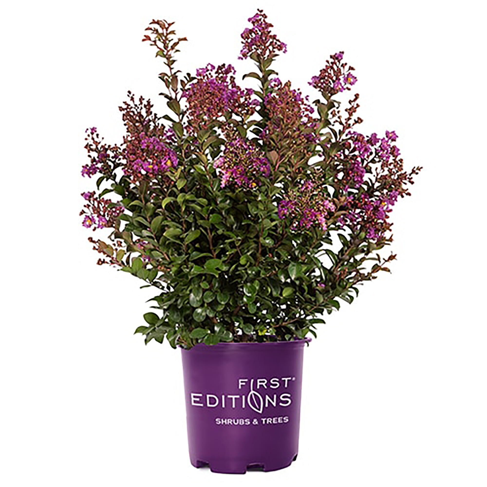 First Editions Purple Magic Crape Myrtle Live Shrub (3 Gallon)