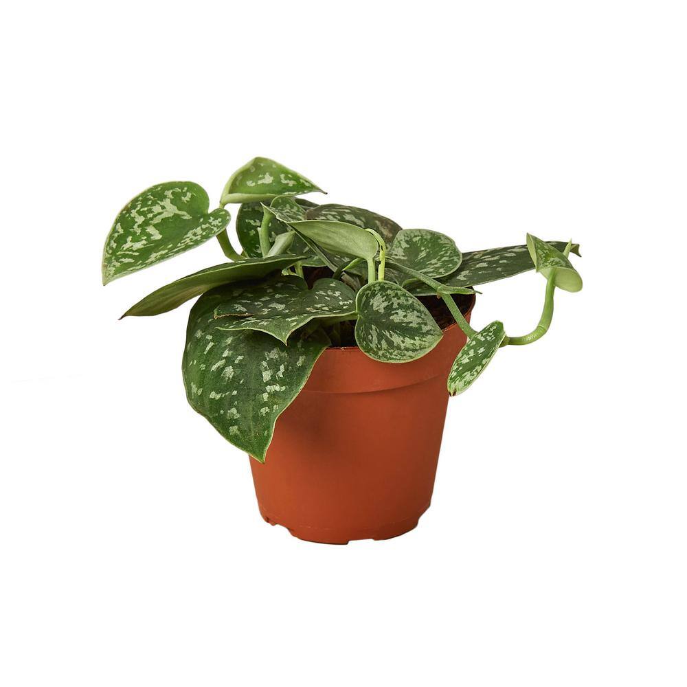 Pothos Satin Scindapsus Pictus Plant in 4 in. Grower Pot 4_POTHOS_SATIN