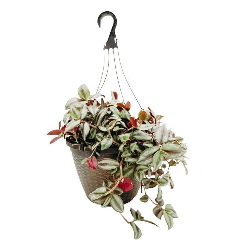 Vigoro 12 in. Tradescantia Zebrina Hanging Basket Plant 46877