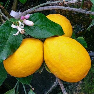 Gurney's 6 in. Pot Meyer Lemon Live Potted Tropical Citrus Fruiting Tree White Flowers to Yellow Fruit (1-Pack) 83620