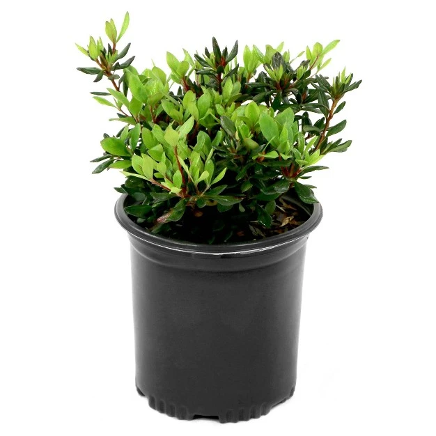 Azalea 'conversation' U.s.d.a. Hardiness Zones 7-11 - 1pc - Cottage Hill