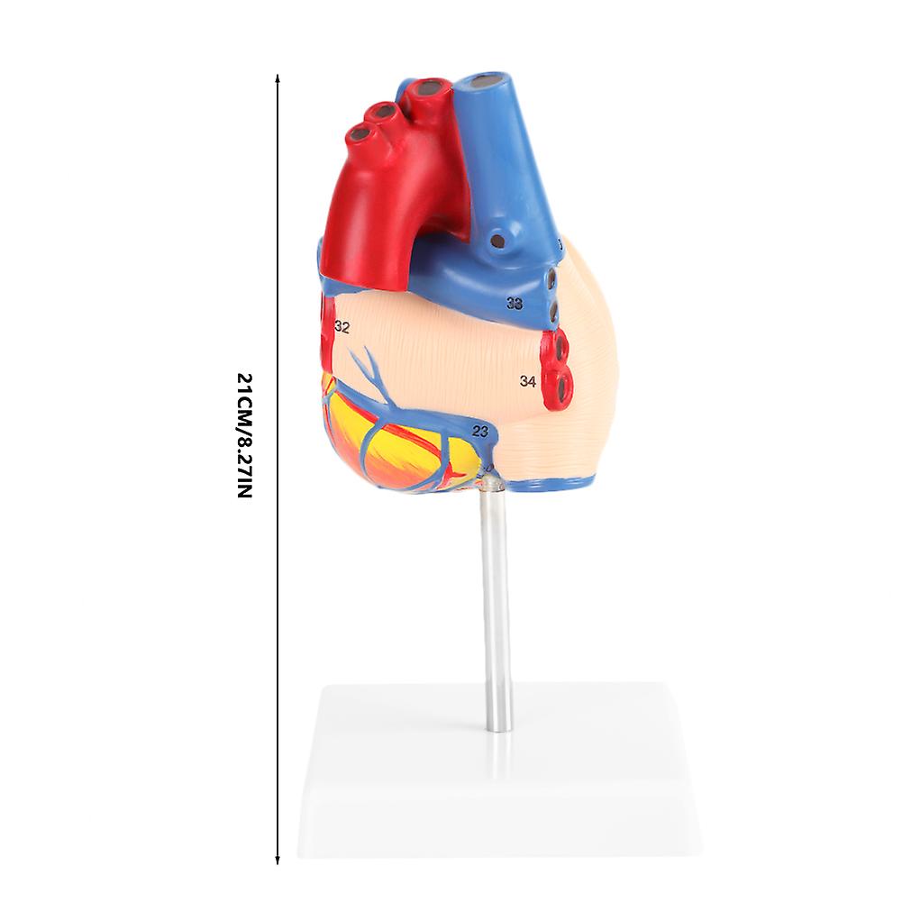 1:1 Anatomical Human Life Size Heart Model Medical Cardiovascular 2 Parts