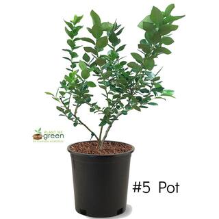 5 Gal. Vernon Rabbiteye Blueberry Plant BLUVER05G