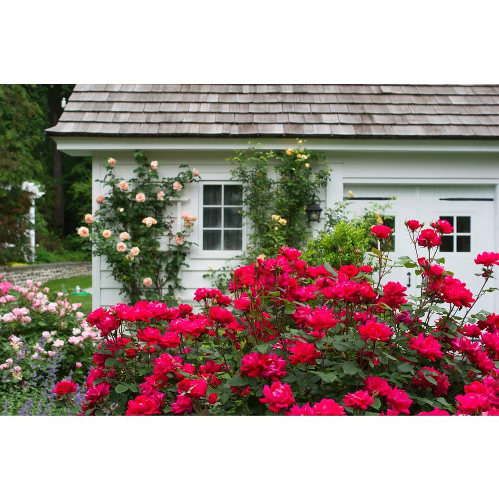 KNOCK OUT 2 Gal. Red Double Knock Out Rose Bush with Red Flowers KNO-DRE2