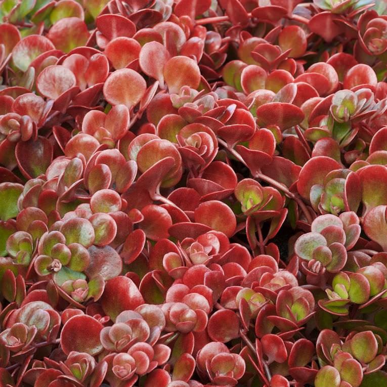 Coral Reef Sedum