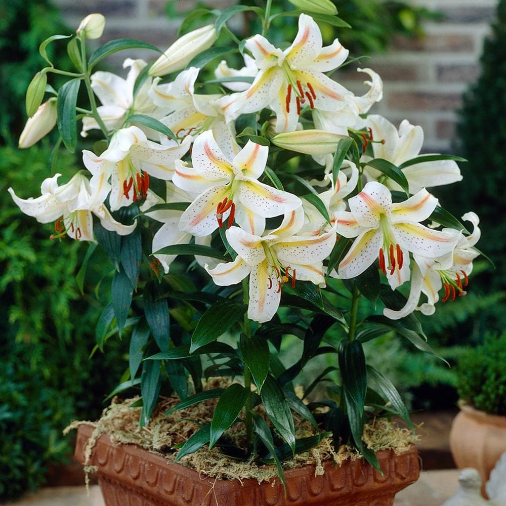 VAN ZYVERDEN Lilies Garden Party (Set of 7 Bulbs) 83680