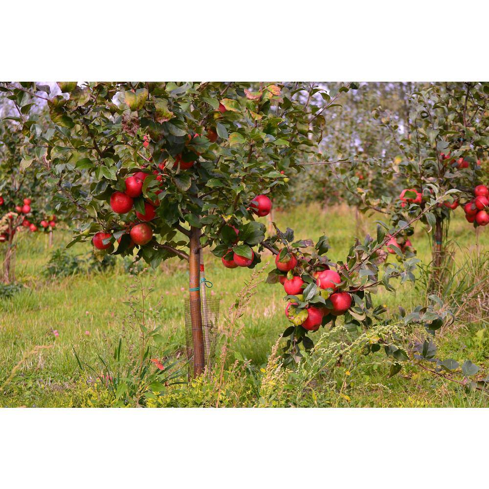 7 Gal. Liberty Apple Tree APPLIB07G