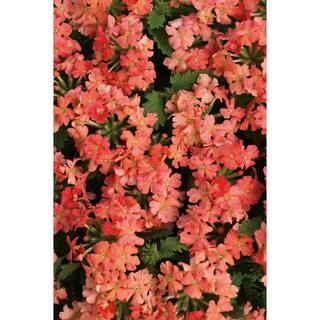 PROVEN WINNERS 4.25 in. Eco+Grande Superbena Royale Peachy Keen (Verbena) Live Plant Peach-Orange Flowers (4-Pack) BENPRW1147504