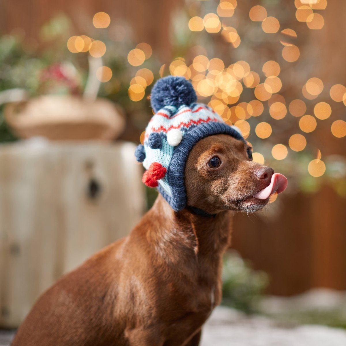 Frisco Pom Pom Dog and Cat Knitted Hat