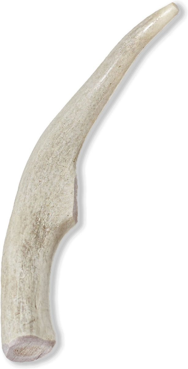 Prairie Dog Whole Deer Antler Dog Chews， 6 - 7.5 in