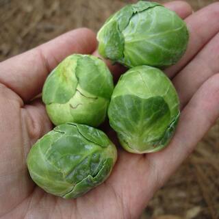 Bonnie Plants 1.19 qt. Brussels Sprouts Plant (6-Pack) 0060