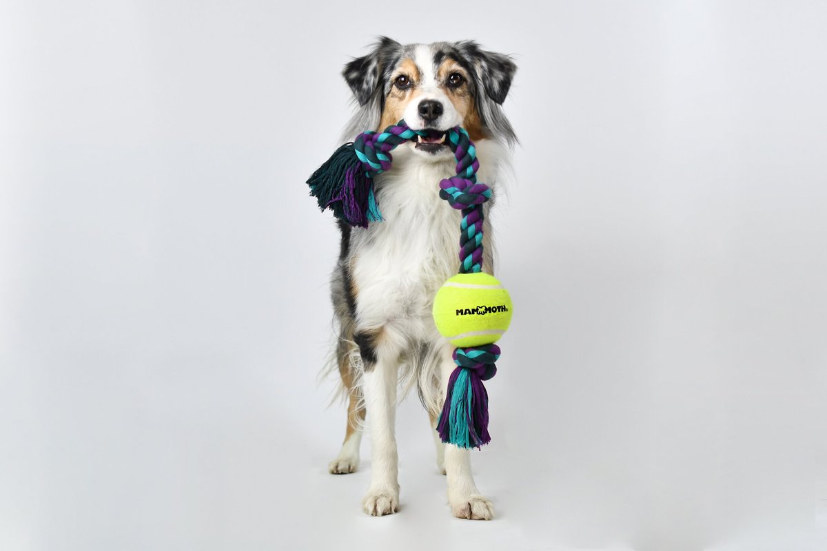 Mammoth Color 3 Knot Rope Tug with Tennis Ball for Dogs， Color Varies