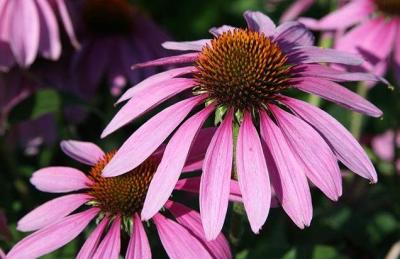 Classy Groundcovers - Purple Cone Flower Hedge Coneflower， Black Sampson {25 Pots - 3 1/2 inch Square}