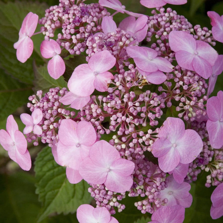 Twist-n-Shout Endless Summer Hydrangea (1 Gallon) Flowering Deciduous Shrub with Deep Pink or Periwinkle Blue Lace-Cap Blooms - Part Sun Live Outdoor Plant