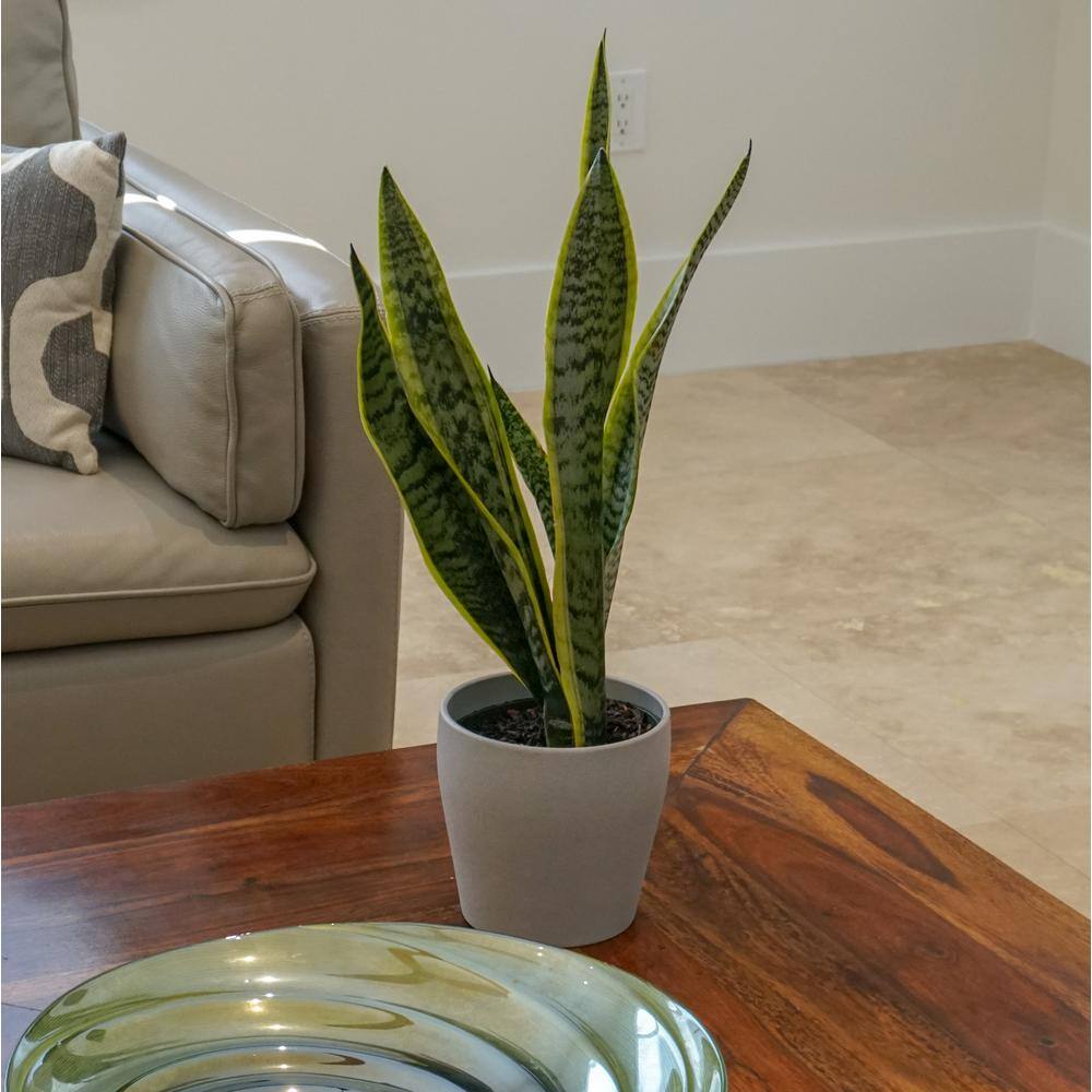 United Nursery Live Snake Plant Sansevieria Laurentii in 6 inch Grower Pot 22440