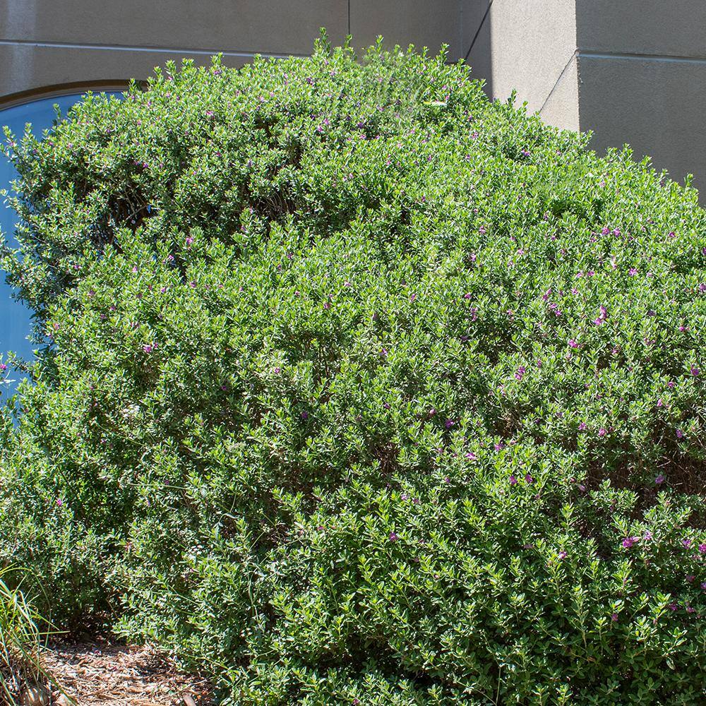 ALTMAN PLANTS 1 Gal. Leucophyllum Silverado Sage Color Plant 0881287