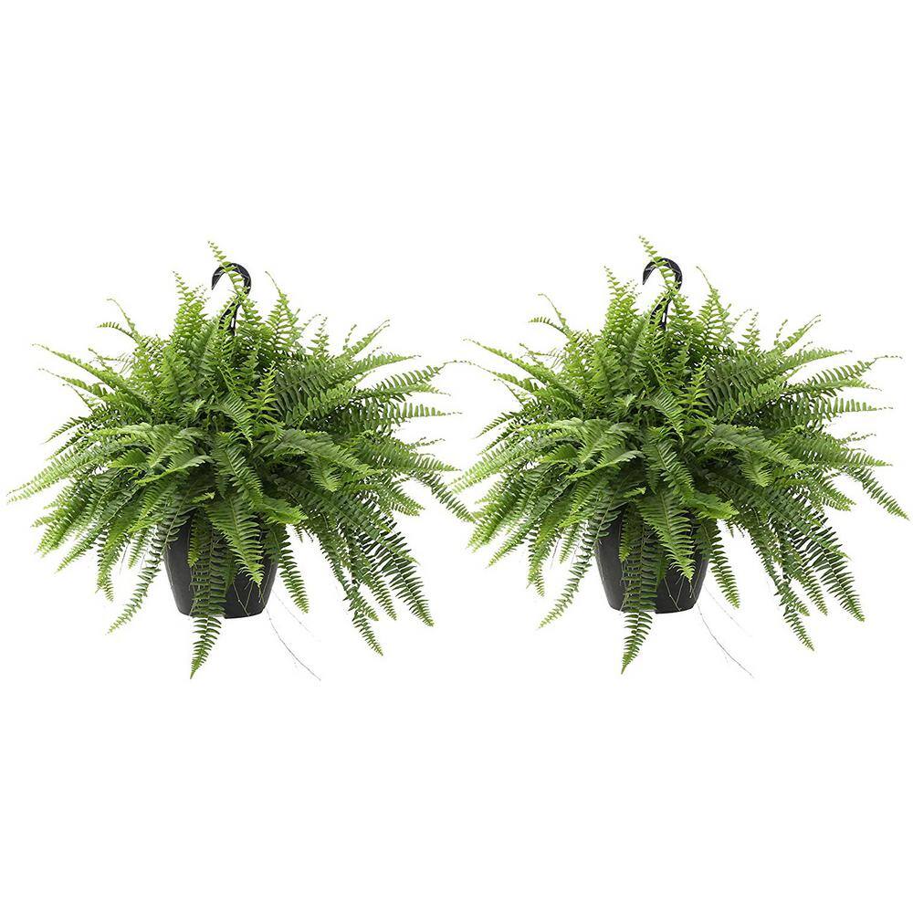 Costa Farms Boston Fern IndoorOutdoor Plant in 10 in. Grower Pot Avg. Shipping Height 1-2 ft. Tall (2-Pack) CO.BF10.PK2