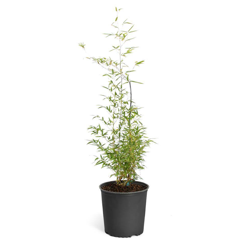 Brighter Blooms 3 Gal. Black Bamboo Tree BAM-BLA-34-3