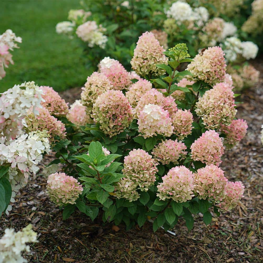 PROVEN WINNERS 2 Gal. Little Lime Punch Hydrangea Shrub with White Green and Pink Bloom 18142