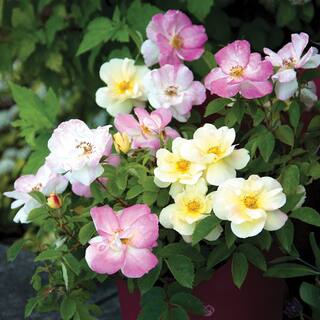 BLOOMIN' EASY Jumbo Pint Peach Lemonade Rose Live Shrub Lemon Yellow-White and Blush Pink Flowers DGRS4022